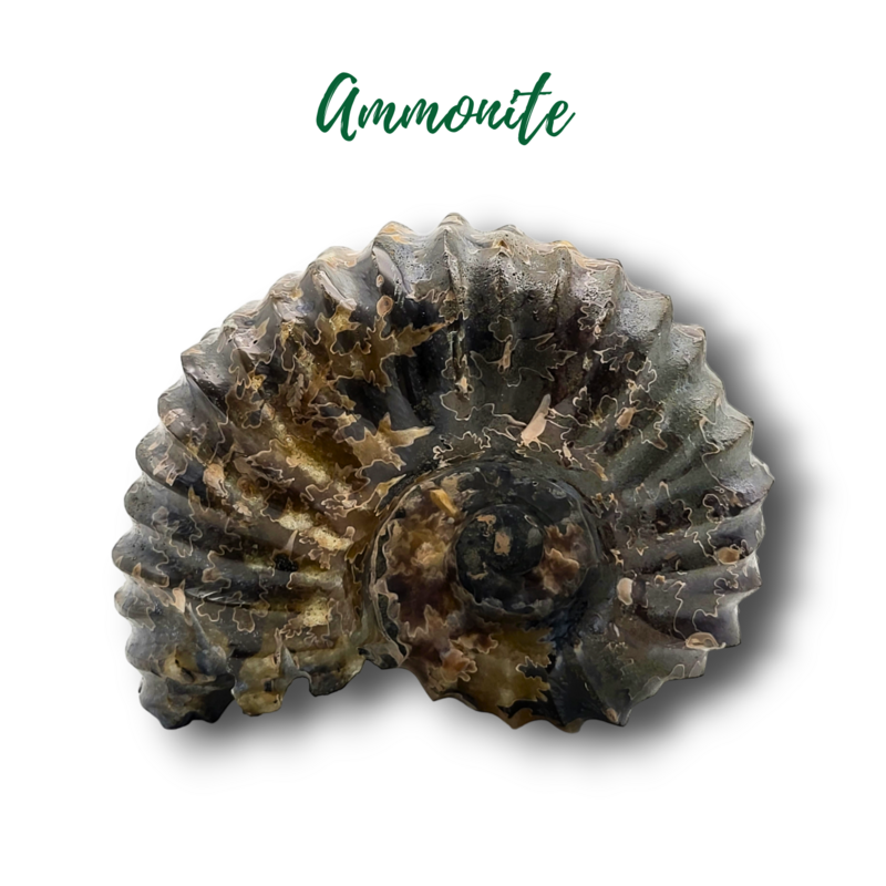 Fossile d&#39;ammonite - 502gr