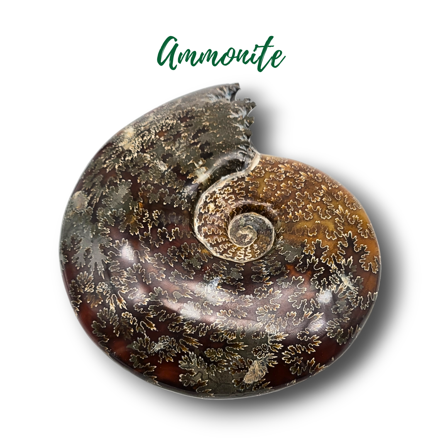 Fossile d&#39;ammonite - 1667gr