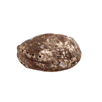 Coquillage d'Abalone - 12 x 10 cm