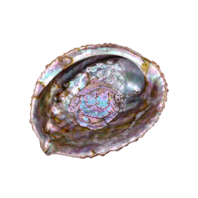 Coquillage d'Abalone - 15 x 13 cm