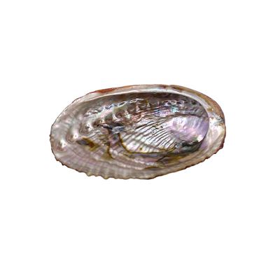 Coquillage d'Abalone - 12 x 10 cm