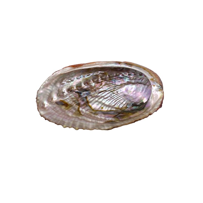 Coquillage d'Abalone - 12 x 10 cm