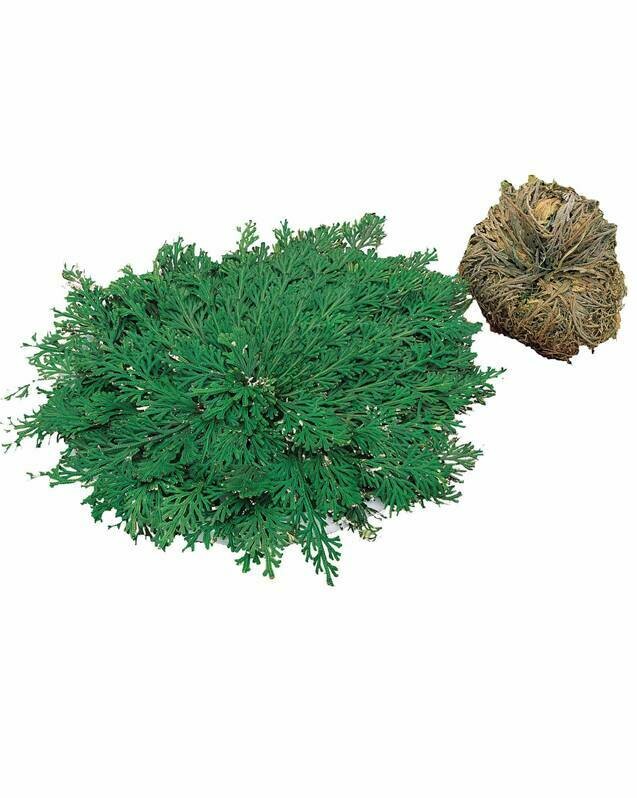 Rose de Jericho, Plante de résurrection