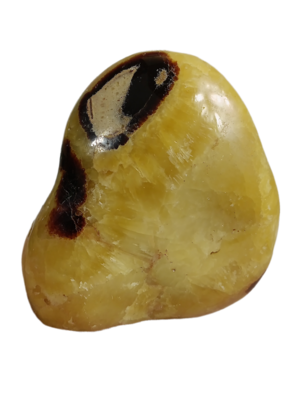 Septaria - 1910 gr