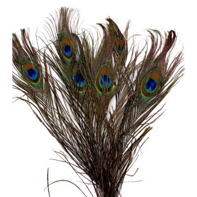 Plume de paon avec "oeil"