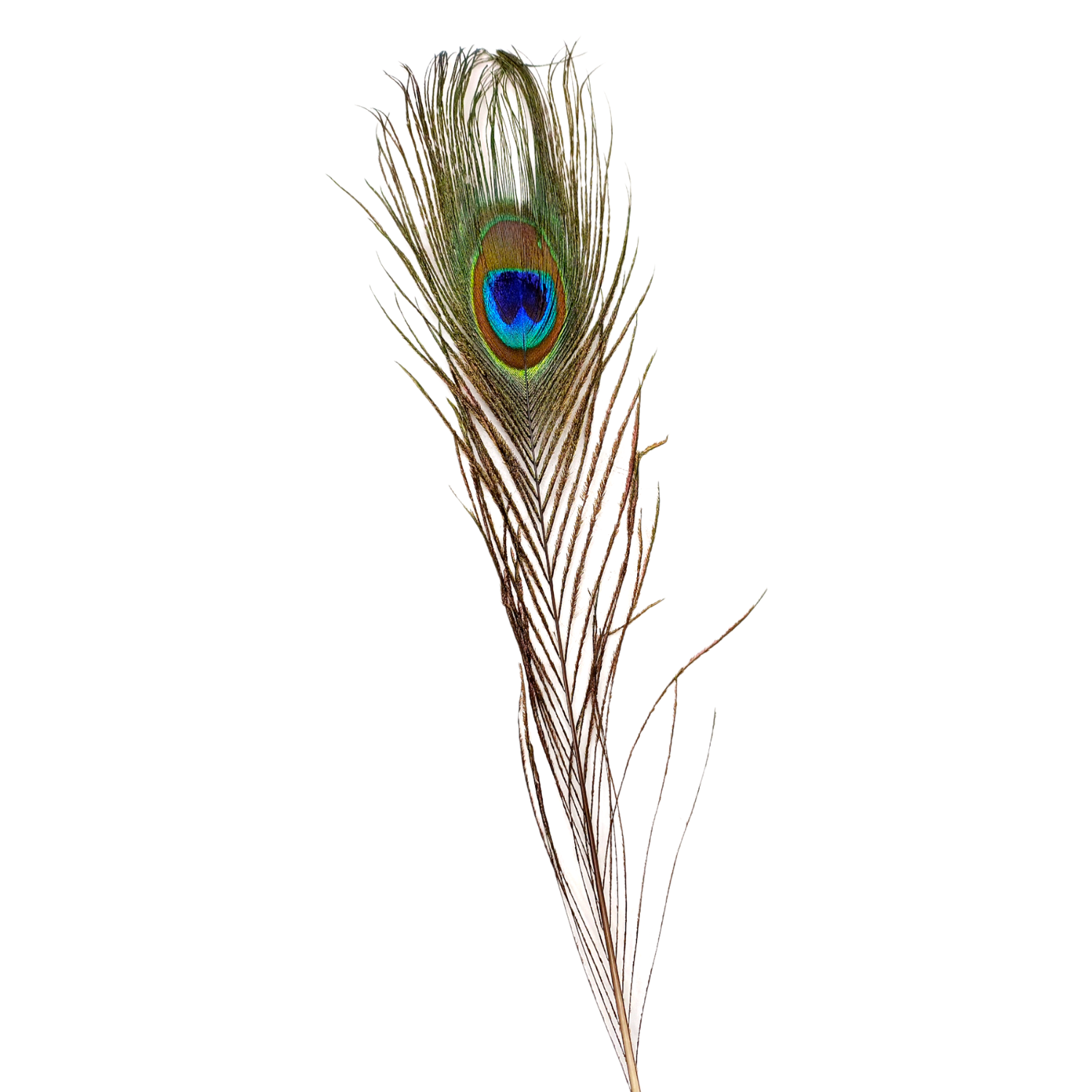 Plume de paon avec "oeil"