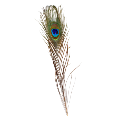 Plume de paon avec "oeil"