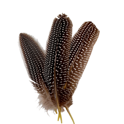 Plume de pintade