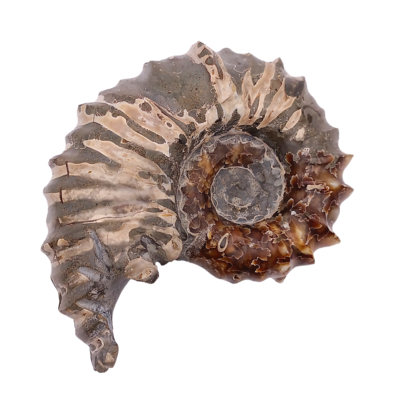 Fossile d'Ammonite - 344gr