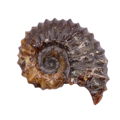Fossile d'Ammonite - 406gr