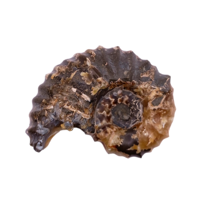 Fossile d'Ammonite - 291gr