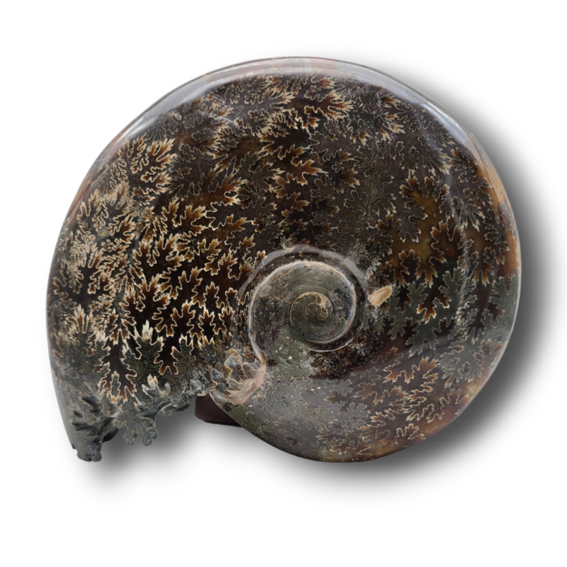 Fossile d'ammonite - 1590gr