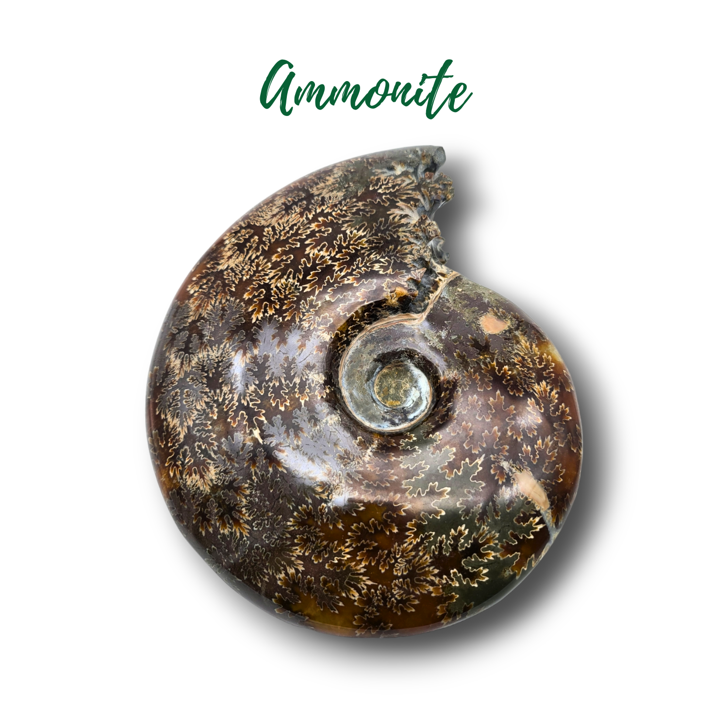 Fossile d'ammonite - 1590gr