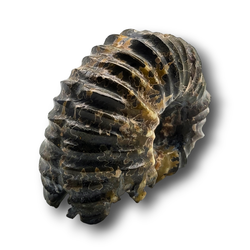 Fossile d'ammonite - 502gr