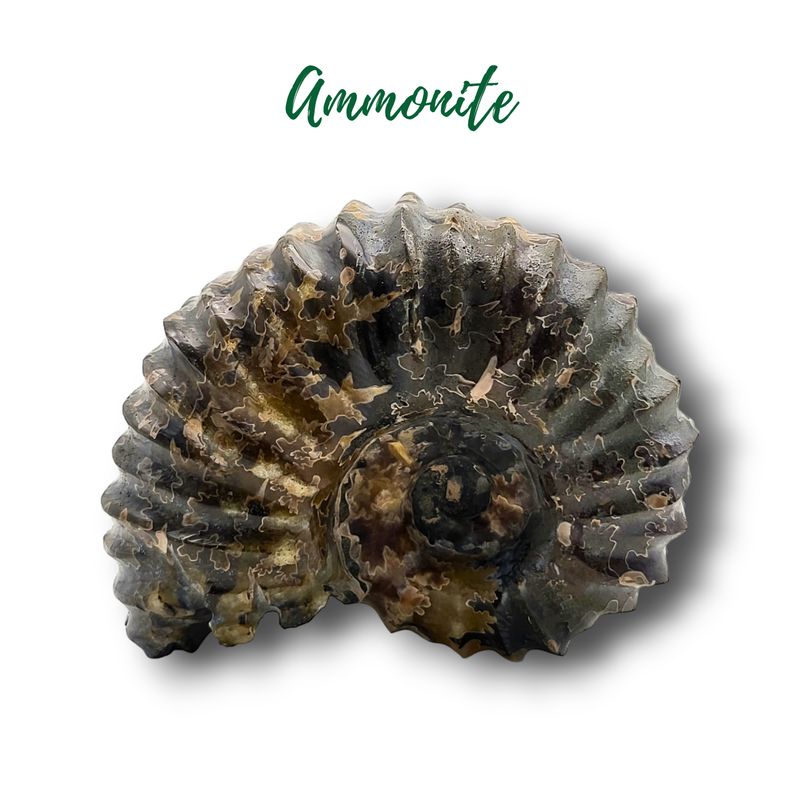 Fossile d'ammonite - 502gr