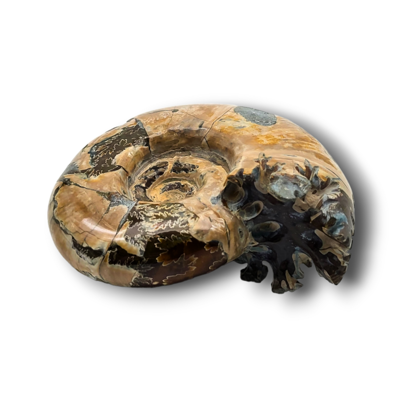 Fossile d'ammonite - 342gr