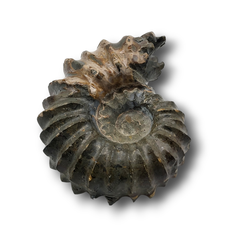 Fossile d'ammonite - 473gr