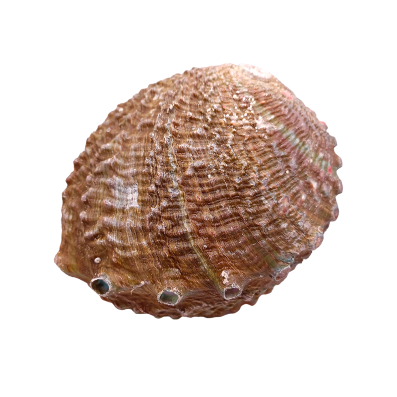 Coquillage d'Abalone - 15 x 13 cm