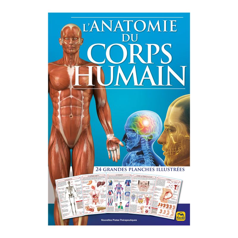L'anatomie du corps humain