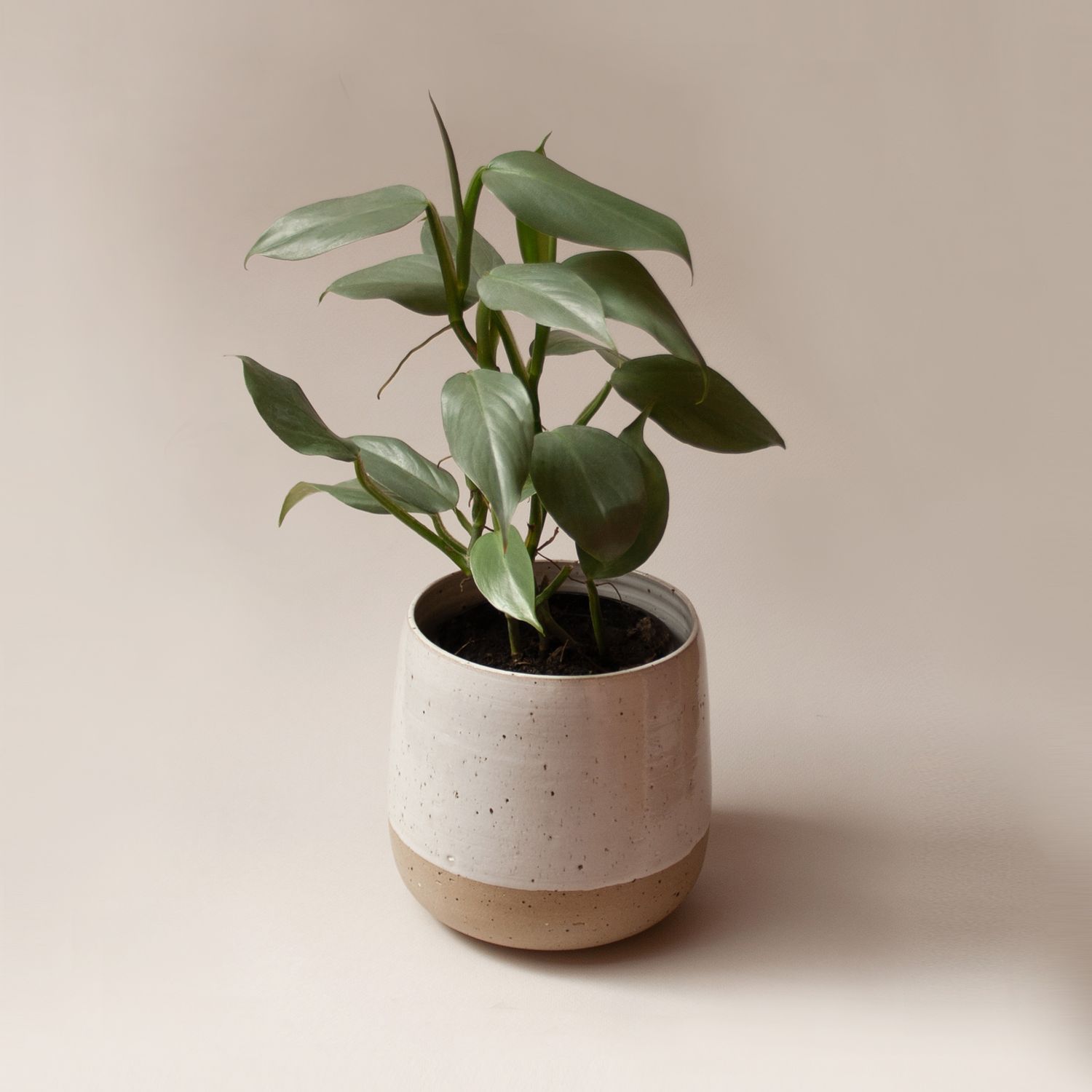 Maceta mediana
