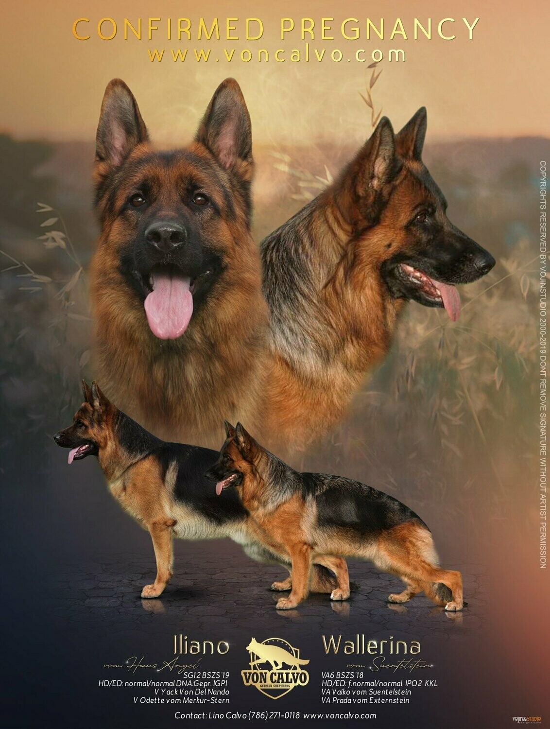 Iliano and Wallerina puppy