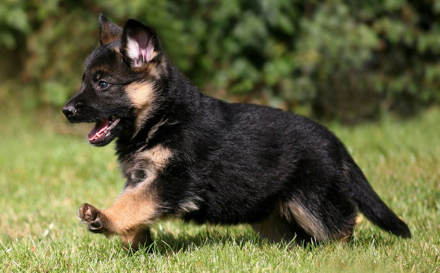 Reserve you puppy today!