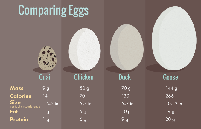 Duck Egg - 6 Nos