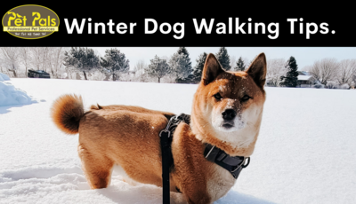 Pet Pals Winter Dog Walking Tips