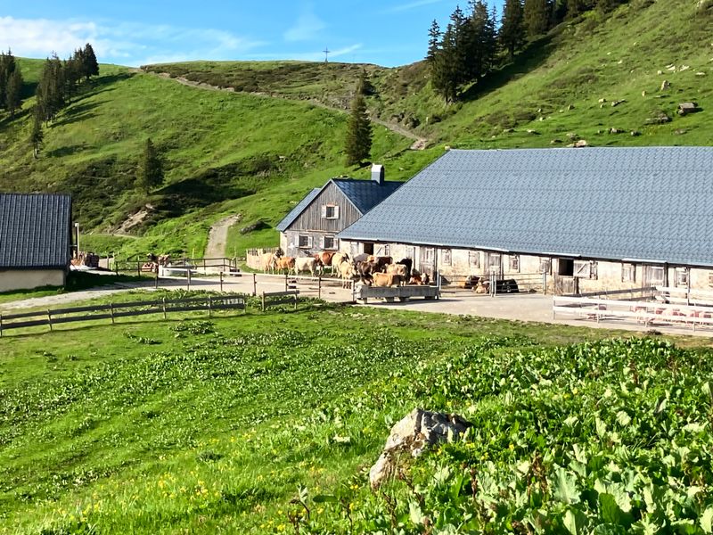 Fleischpaket vom Alpschwein