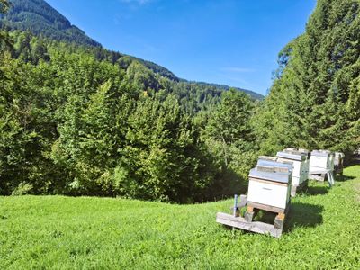 Laternser Waldhonig