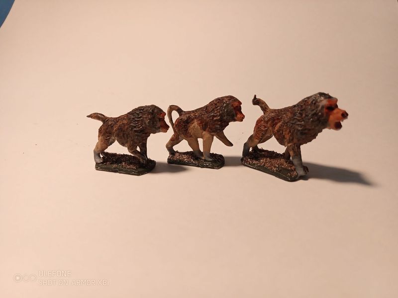 Kongo35 Baboons