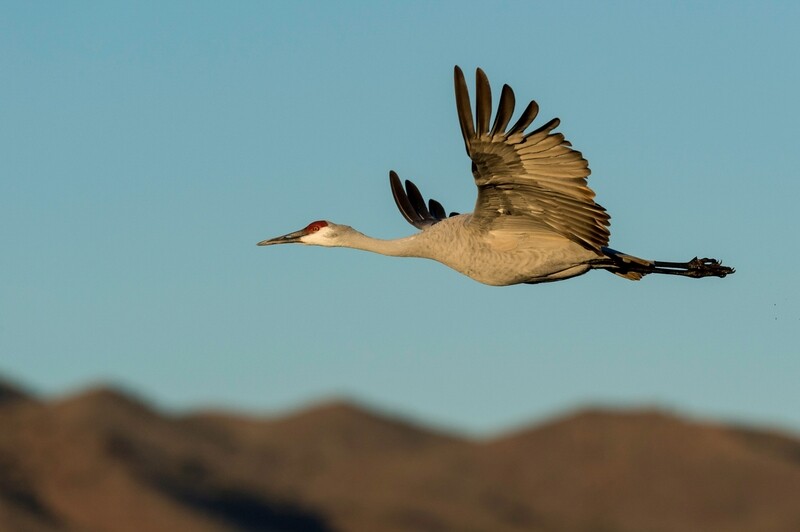 Birds in Flight with Nikon Cameras