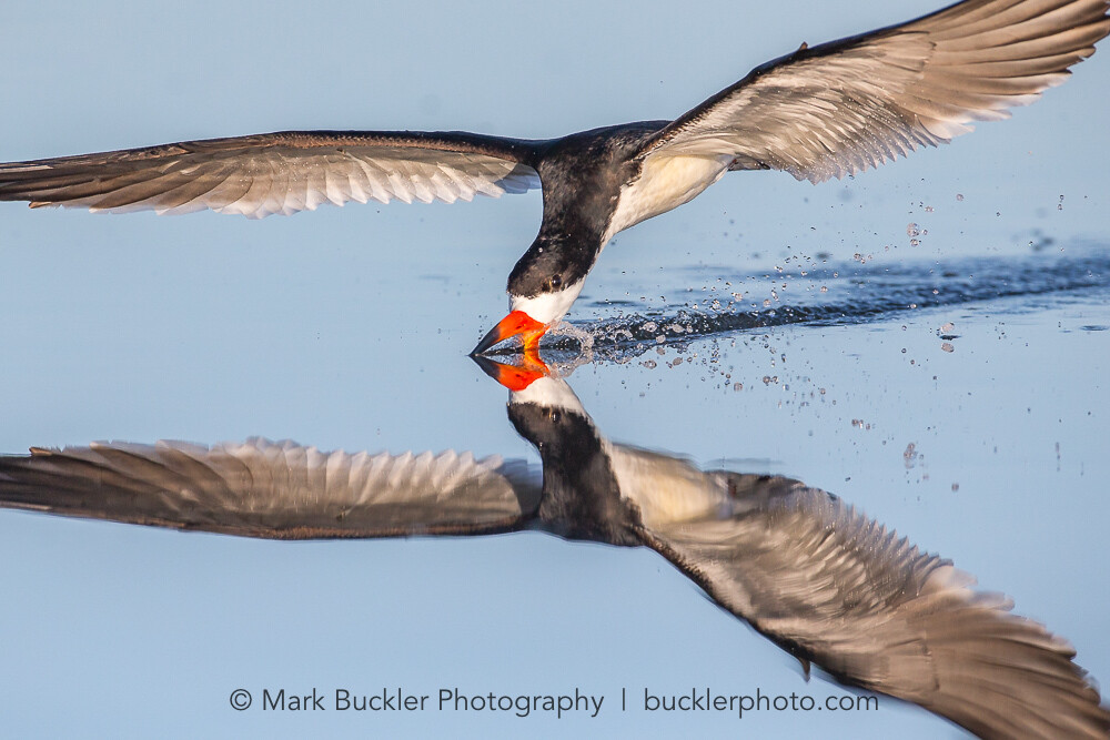 Special Guest Series- Extraordinary Bird Photography, with Mark Buckler Special Guest Series- Extraordinary Bird Photography, with Mark Buckler