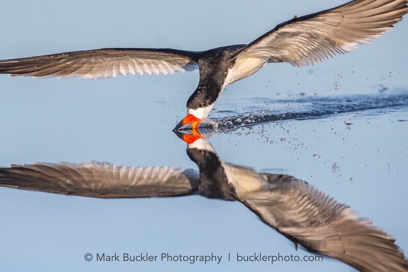 Special Guest Series- Extraordinary Bird Photography, with Mark Buckler