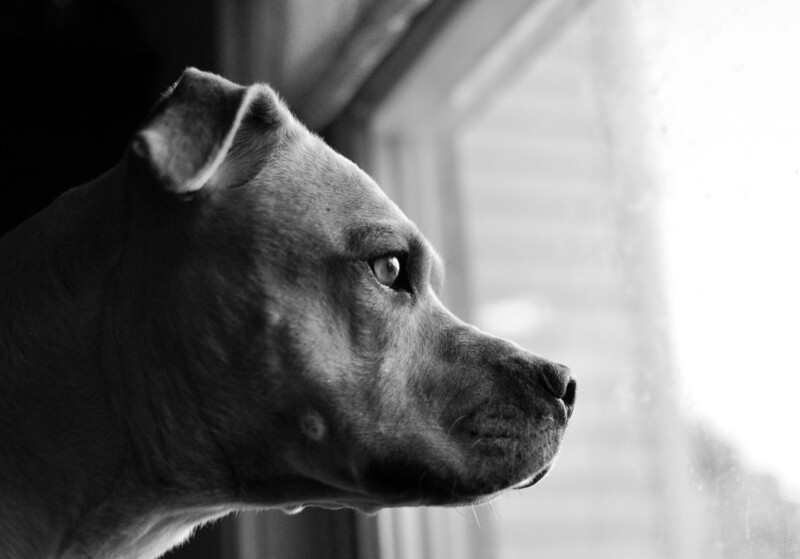 Photographing Pets