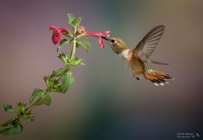Special Guest Series- Photographing Hummingbirds with Keith Bauer