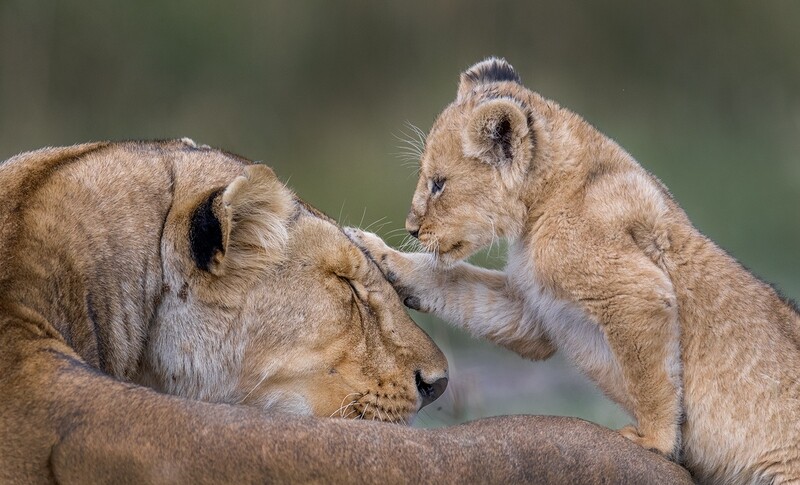 Special Guest Series- The Art of Wildlife Photography with Russ Burden