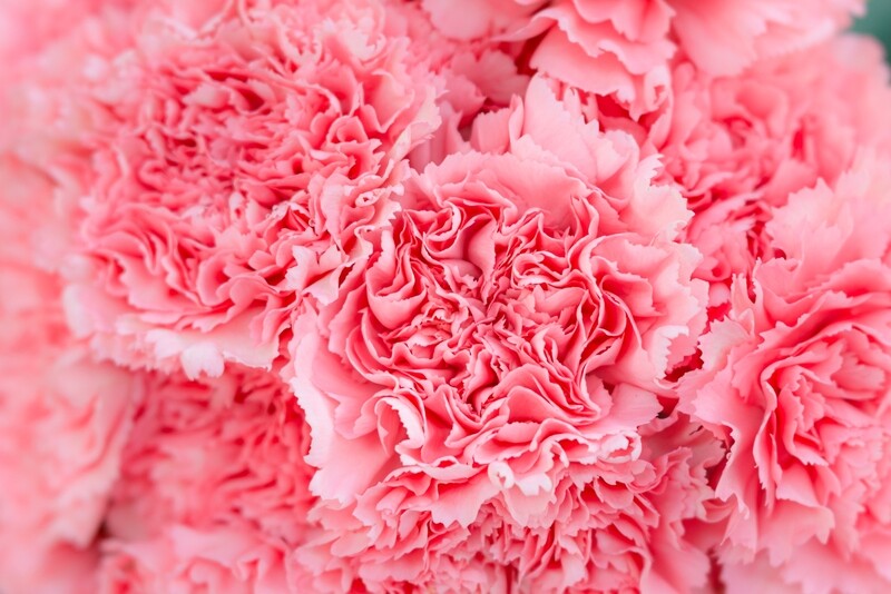 Creative Indoor Flower Photography with Live Demo