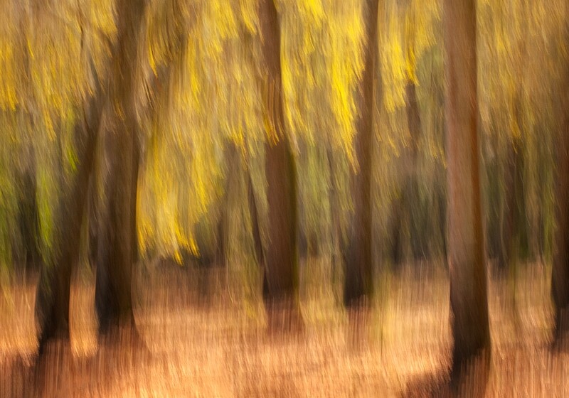 Special Guest Series- Exploring the Intimate Landscape with Donna Eaton