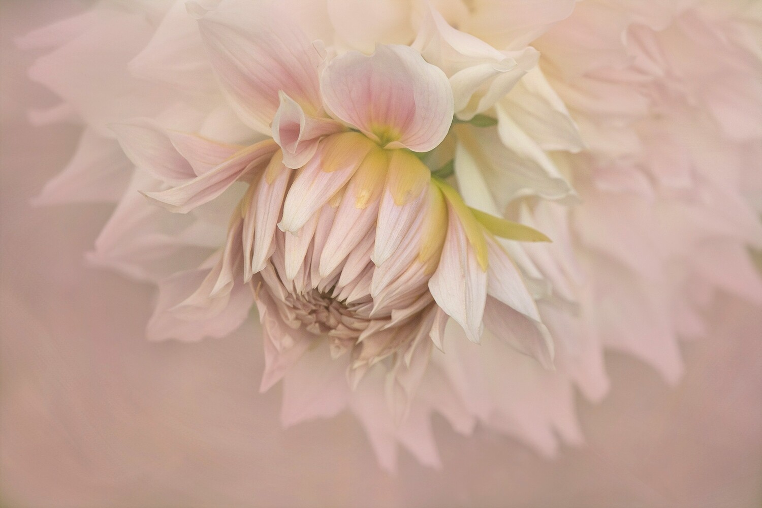 Special Guest Series- Flower Portrait Close-ups with Kathleen Clemons