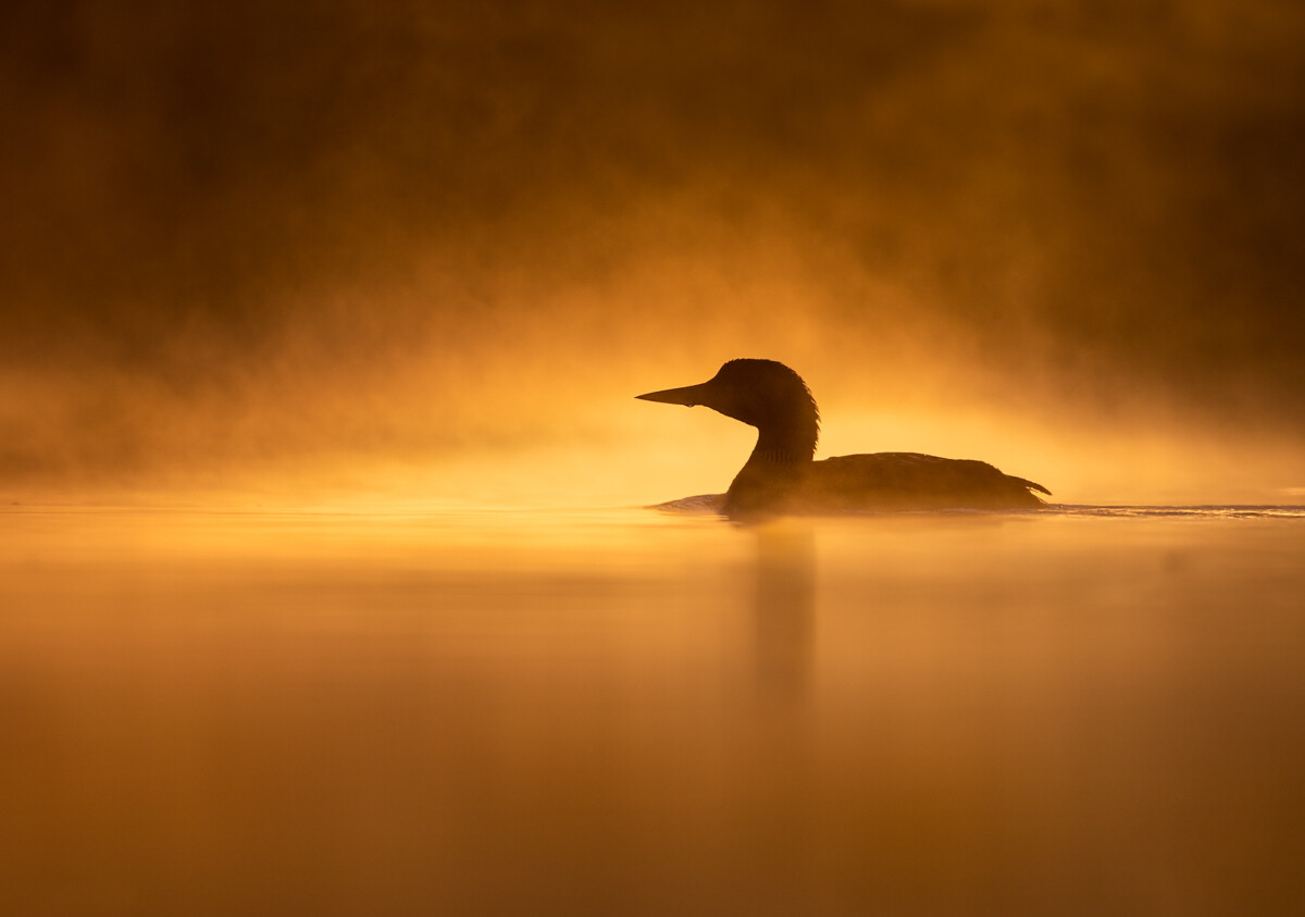 Special Guest Series- Creativity in Lighting for Bird Photography with Cameron Darnell