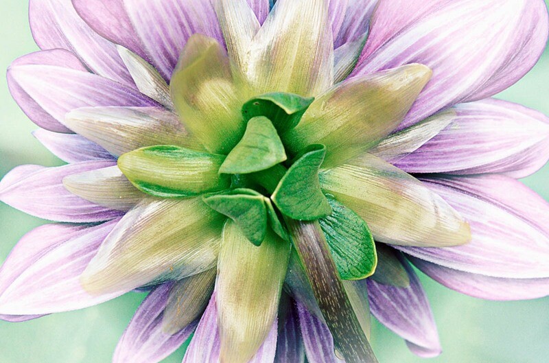 Special Guest Series- Macro/Close-Up Photography Made Easy with Mike Moats
