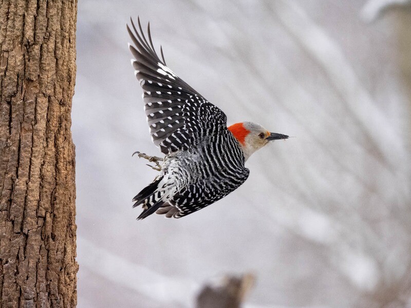 Turn Your Backyard into a Wildlife Studio with Joe and Mary Ann McDonald- 2 Part Class