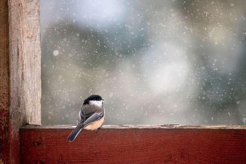 Special Guest Series- Photographing All Things Wild and Free with Martina Abreu