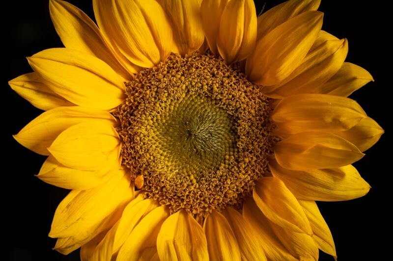 An Intro to Focus Stacking