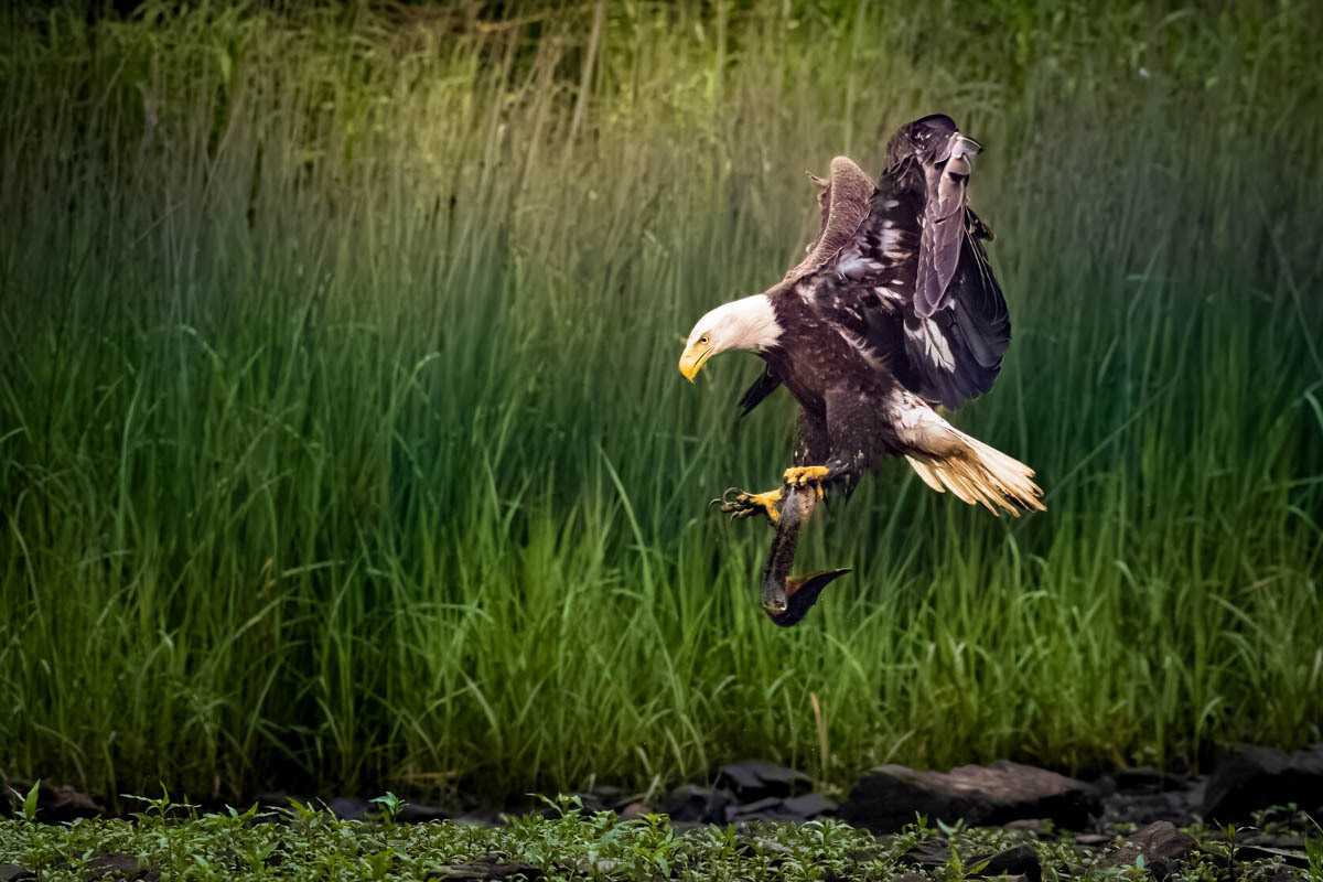 Special Guest Series- Techniques for Photographing Wild Birds and Editing with Tony Baldasaro