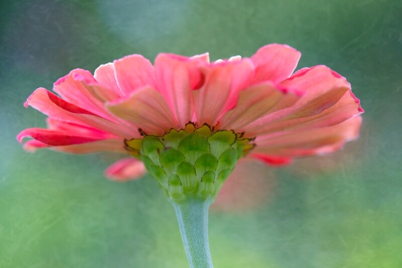 Adding Textures in Your Photographs