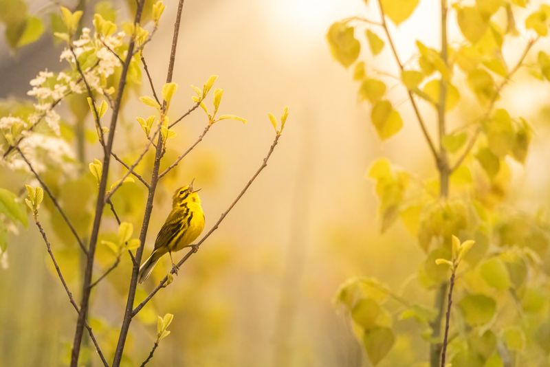 Special Guest Series- Photographing Migratory & Song Birds and Techniques for Editing with Tony Baldasaro
