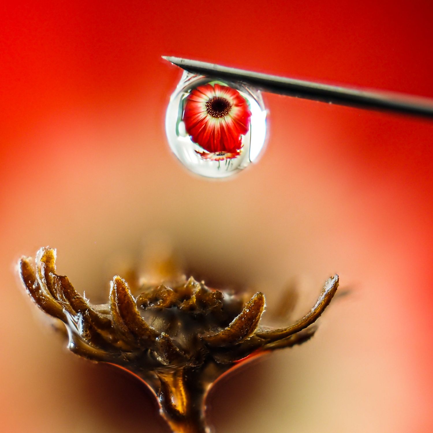 Special Guest Series- Refraction and Water Droplets with Emilie Talpin