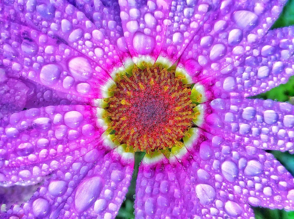 Special Guest Series- The Mind-Blowing World of iPhone Closeups with Charles & Melissa Needle